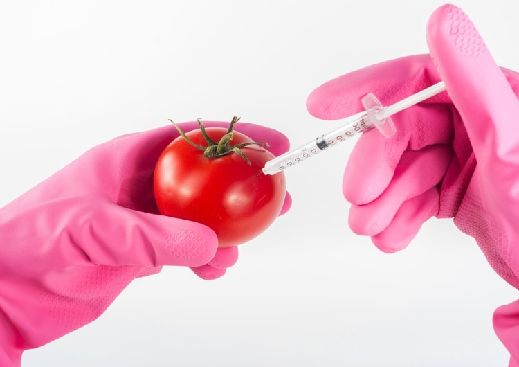  Ministerstwo Środowiska przeciwko GMO