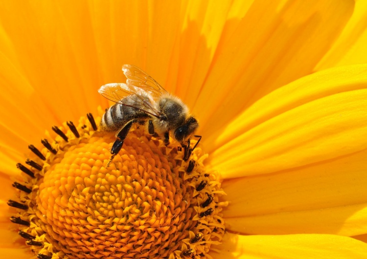  Pszczoły wcale nie wymierają. Od dwóch dekad tych owadów stale przybywa