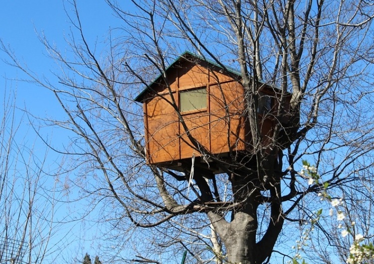  Cezary Krysztopa dla "TS": Przepis na domek na drzewie
