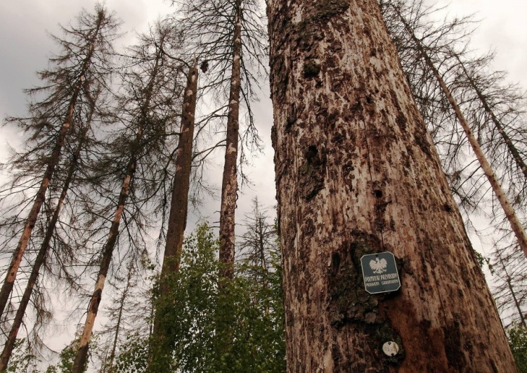  [Nasz Wywiad] Rzecznik Ministerstwa Środowiska: Twierdzenie, że "las sobie poradzi" jest nieprawdą