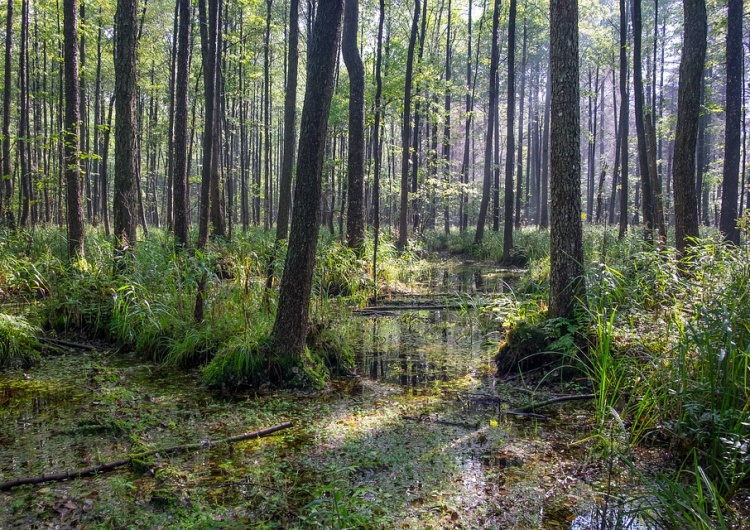  Komitet UNESCO wezwał do natychmiastowego zaprzestania wycinki drzew w Puszczy Białowieskiej