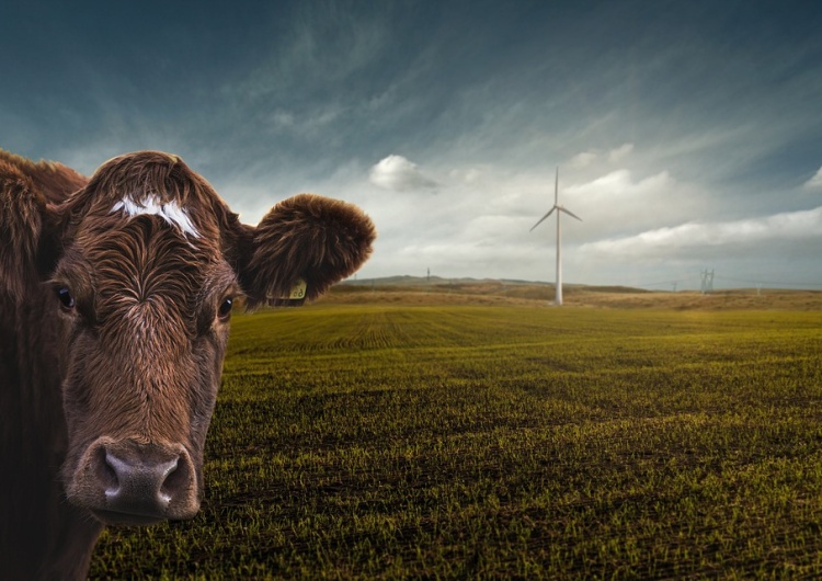 Krowa, turbina wiatrowa Klęska Zielonego Ładu? Ani Rosja, ani Chiny nie chcą być zielone