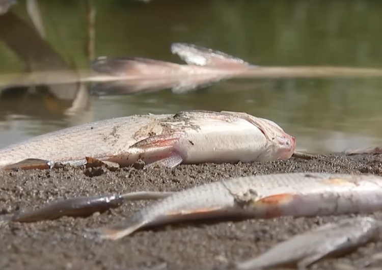 Śnięte ryby w rzece Śnięte ryby w Czarnej Hańczy w Suwałkach. Służby badają sprawę 