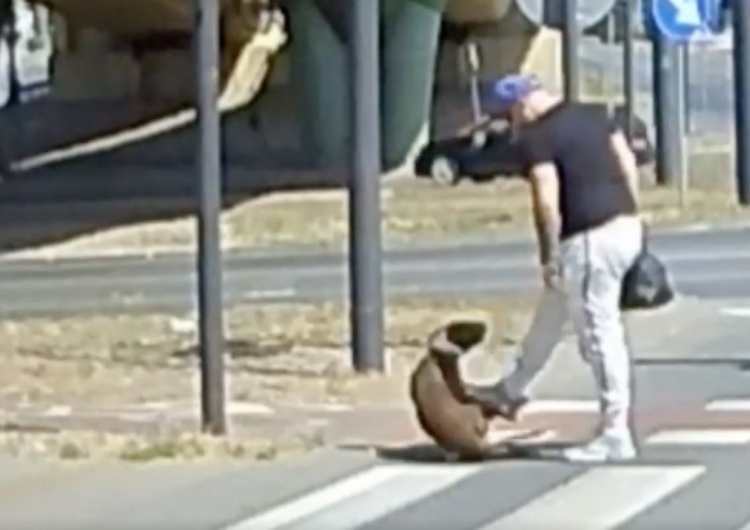 Nagranie udostępnione przez kierowcę autobusu Skopał psa na przejściu dla pieszych. Szokujące nagranie z Bydgoszczy [WIDEO]