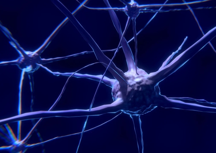 Neurony Naukowy wieczór z dr. Kaweckim: Polscy badacze znaleźli metodę, która pozwala odmłodzić mózg
