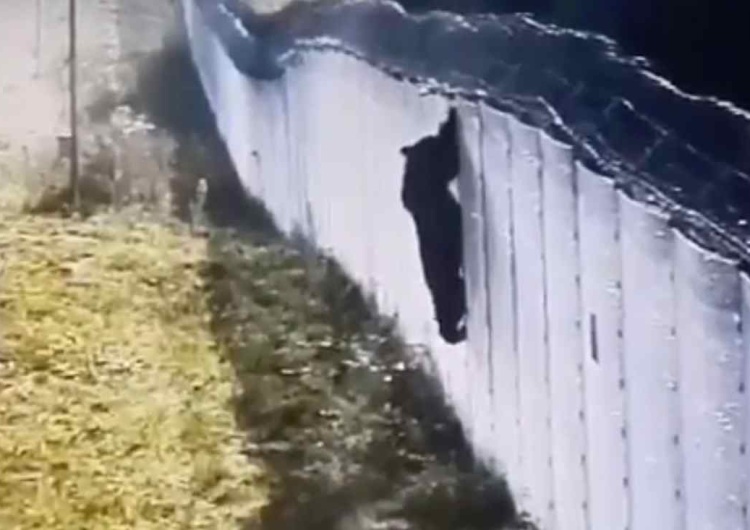Niedźwiedź  Niedźwiedź próbował przedrzeć się na Białoruś. Sieć obiegło nagranie 