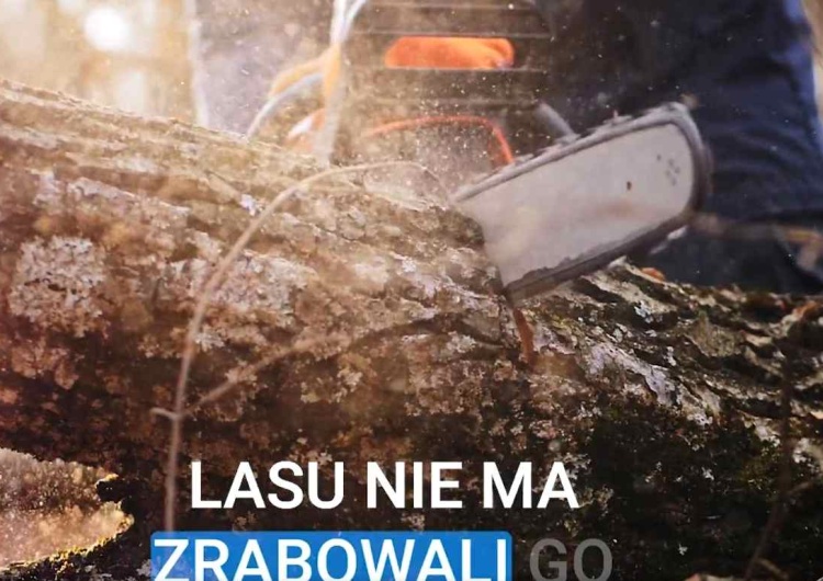 Wycinka drzew - Fragment spotu KO KO uderza w Lasy Państwowe. Jest odpowiedź rzecznika