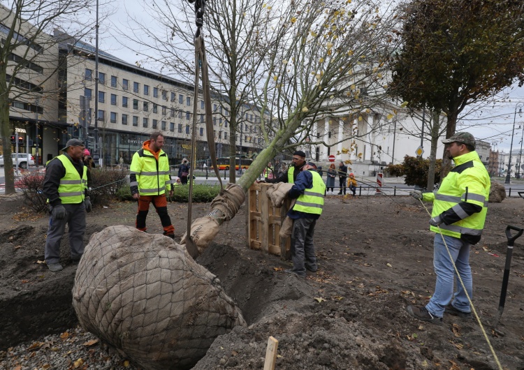 Plac Trzech Krzyży w Warszawie Na placu Trzech Krzyży w Warszawie sadzone są drzewa z Niemiec za prawie 14 tys. zł za sztukę