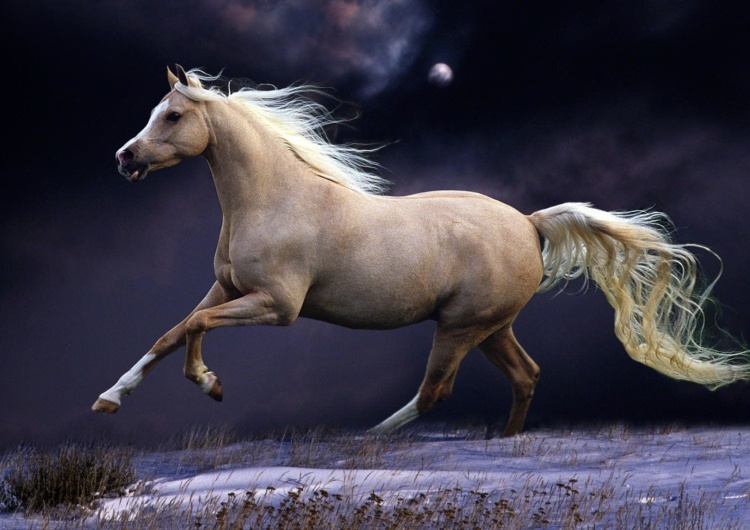 Koń arabski. Ilustracja poglądowa Konia z rzędem temu, kto dziś wie, jak wygląda wierzchowiec bułany, jabłkowity czy cisawy