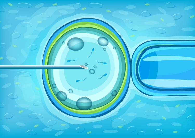 Zapłodnienie in vitro. Ilustracja poglądowa [Felieton „TS”] Cezary Krysztopa: Dehumanizacja