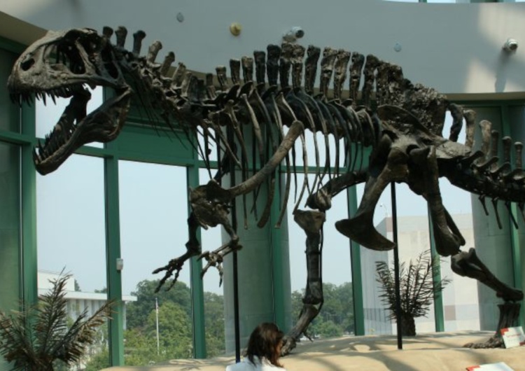 Szkielet akrokantozaura Naukowy wieczór z dr Kaweckim: Polak uczestniczył w odkryciu rytuałów godowych dinozaurów