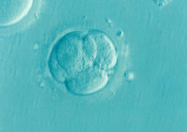 ludzki embrion Eksperci KEP: Stosowanie tabletek 