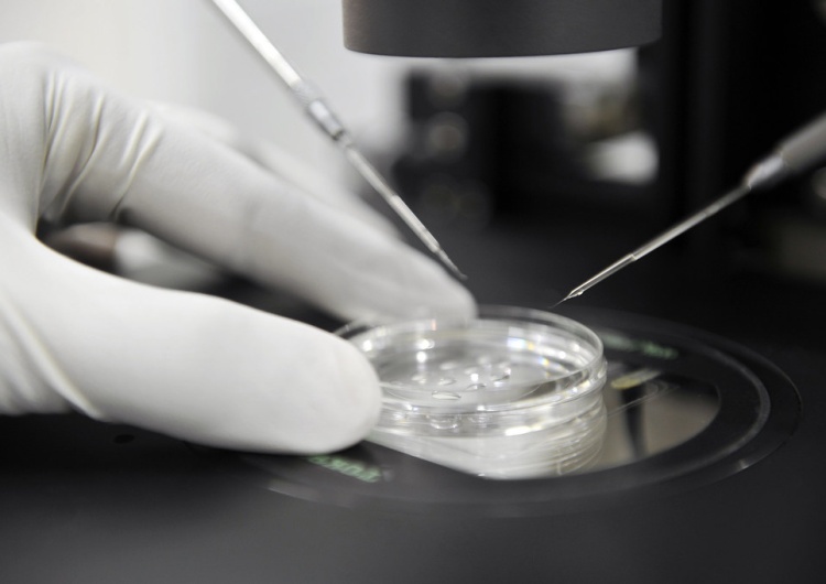 In vitro Kandydat KO na prezydenta miasta proponuje… bony na in vitro