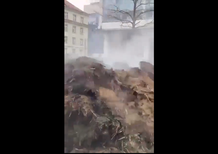 Rolnicy rozrzucili obornik przed UW Rolnicy wysypali obornik przed Wielkopolskim Urzędem Wojewódzkim w Poznaniu