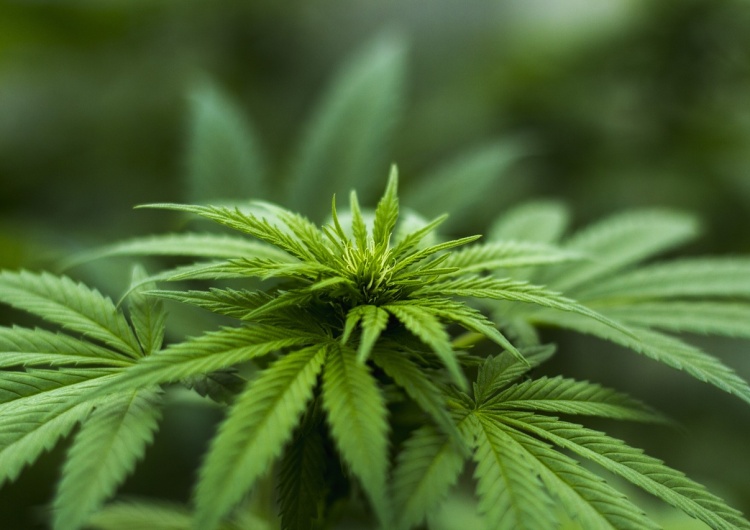 marihuana W Niemczech od kwietnia marihuana będzie legalna