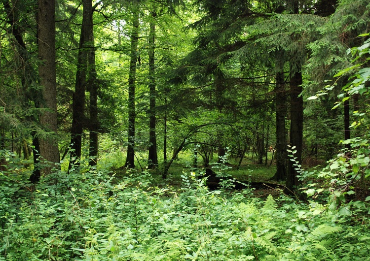 Puszcza Białowieska Minister Hennig-Kloska zapowiada