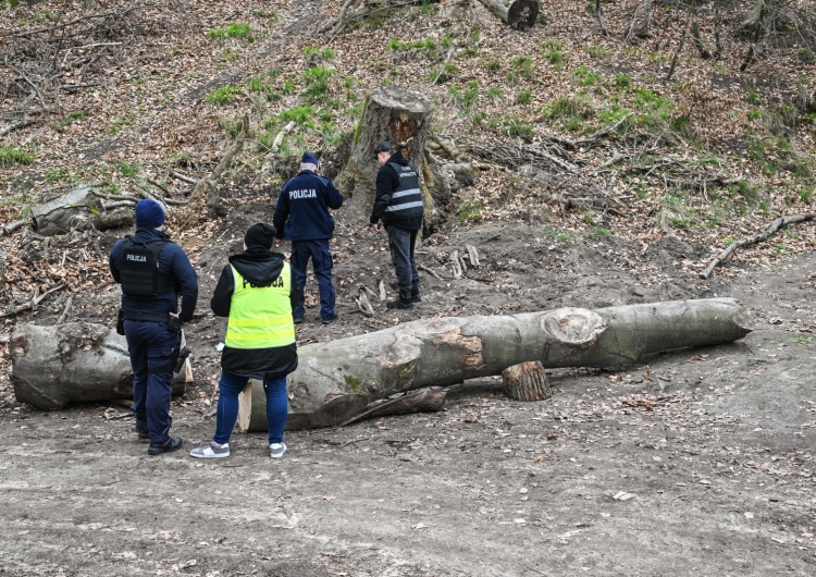 Konar przygniótł dzieci Szczecin. Konar przygniótł dzieci