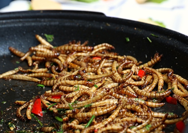 zdjęcie ilustracyjne „Niech jedzą robaki”. Co kryje się pod hasłem „nowej żywności”? 