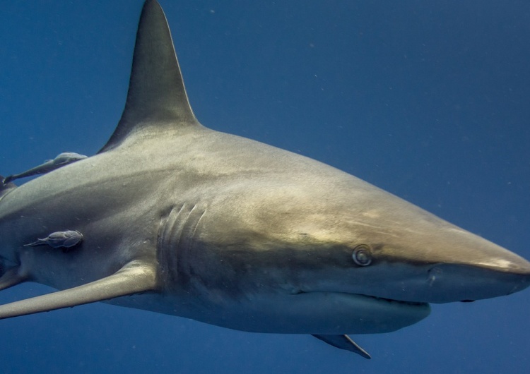 rekin - zdjęcie poglądowe Turysta zaatakowany przez rekina zaledwie 10 metrów od brzegu [WIDEO]