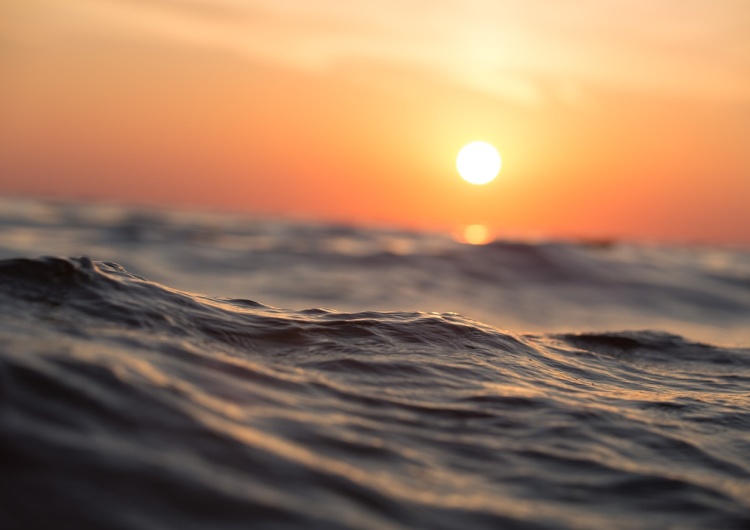 Ocean Zaskakujące odkrycie naukowców. Ten gatunek żyje w głębinach
