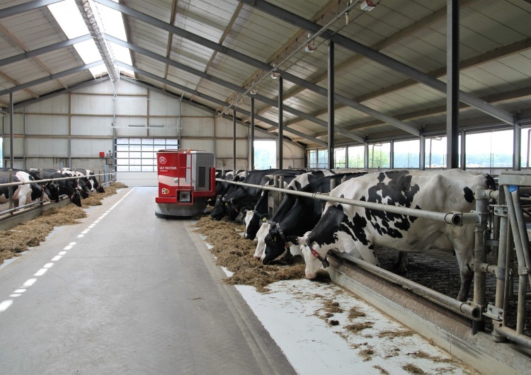 Hodowla krów, zdjęcie podglądowe Chiny blokują import przeżuwaczy z Polski. Pekin obawia się choroby