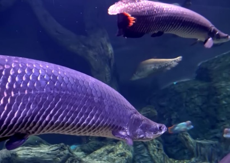 arapaima 30 lat temu uznano ją za wymarłą. Gigantyczna ryba wróciła i sieje spustoszenie