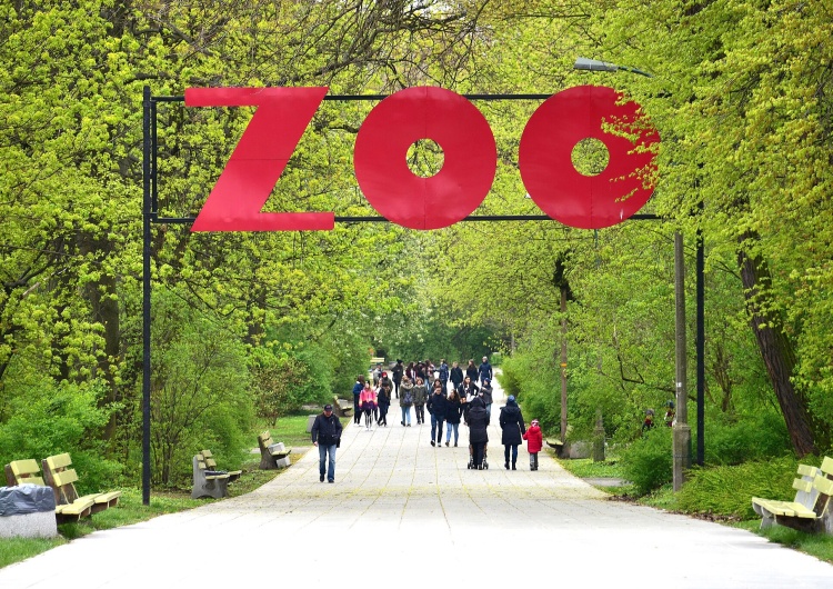 Aleja Kazimierza Lisieckiego „Dziadka” prowadząca do głównego wejścia do ogrodu zoologicznego
