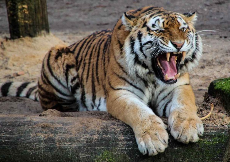 Warszawskie zoo apeluje, by nie puszczać dronów nad terenem ogrodu zoologicznego. Łamanie tego zakazu może być groźne dla zwierząt Komunikat warszawskiego zoo.