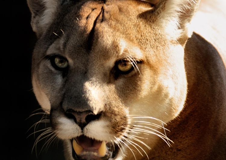 puma, zdjęcie ilustracyjne