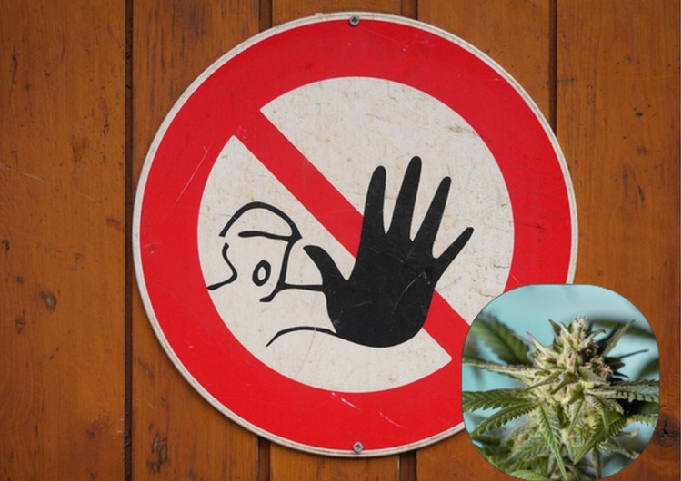 Stop, marihuana Koalicjanci pracują nad depenalizacją marihuany. Poseł KO: