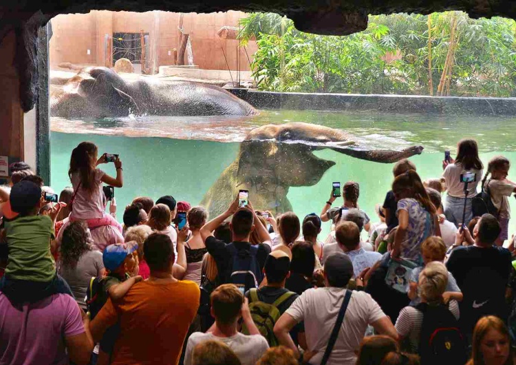 Kąpiel słoni w łódzkim zoo Wodne głębiny i lodowe komnaty. Łódzkie zoo wydało ważny komunikat