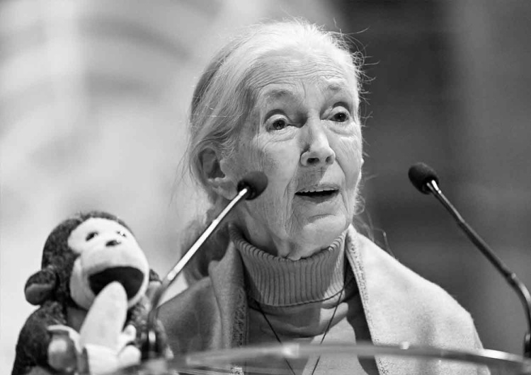Nie żyje Jane Goodall Nie żyje Jane Goodall. Wybitna badaczka miała 91 lat