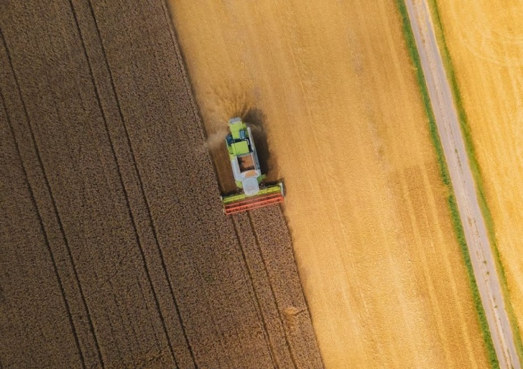 pole zboża Bruksela traci cierpliwość. Polska może zapłacić za blokadę ukraińskiego zboża