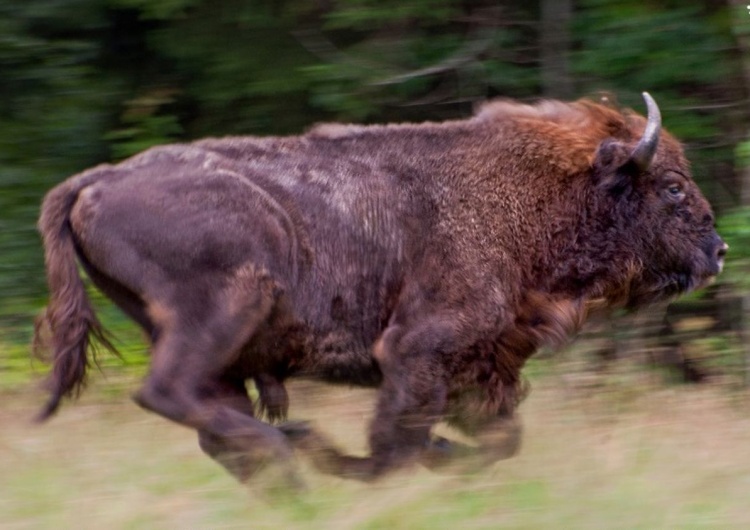 żubr Żubr zaatakował turystkę w Teremiskach. Podeszła, żeby zrobić zdjęcia