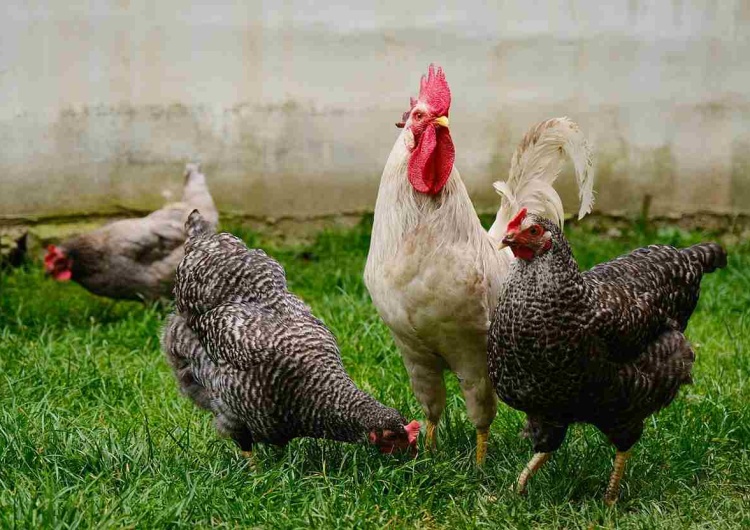 Ptasia grypa atakuje drób (zdj. ilustracyjne) Krajowa izba producentów drobiu alarmuje. Ceny w górę nawet o 60 proc.