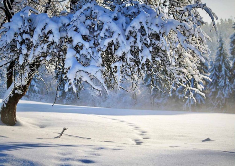 Śnieg / zdjęcie poglądowe Kiedy spadnie pierwszy śnieg? Wskazano datę