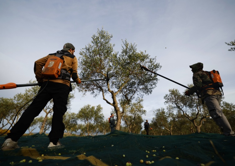 Zbiór oliwek w południowej Francji Copa-Cogeca krytycznie o propozycjach KE ws. WPR: Są nie do przyjęcia