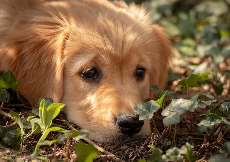Zdjęcie ilustracyjne Polował na zwierzęta. Jeden pies nie przeżył