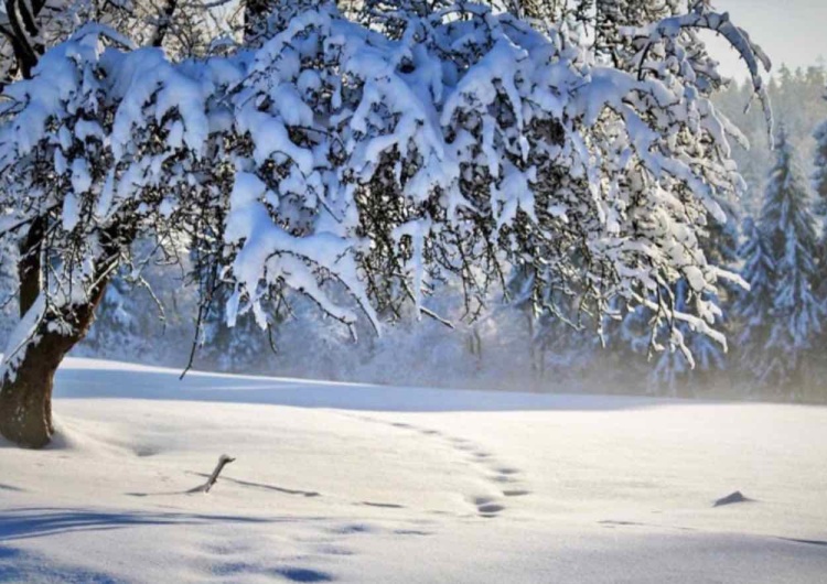 Śnieg / zdjęcie poglądowe Śnieg zasypie Polskę. Pierwszy atak zimy już za kilka dni