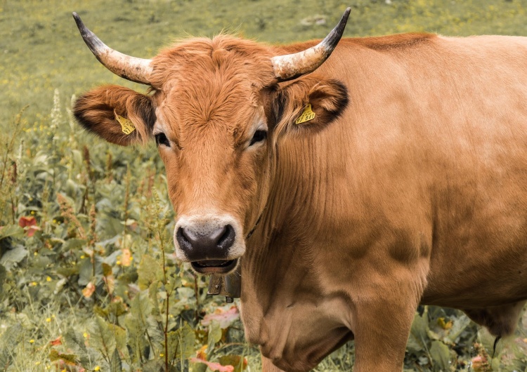 Zdjęcie ilustracyjne Rząd Francji odrzuca obecną umowę z Mercosurem. „Jest dla nas nie do zaakceptowania”