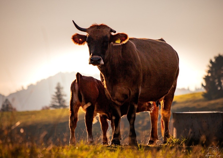 Zdjęcie ilustracyjne Rada UE poparła zabezpieczenia dla produktów rolnych w umowie z Mercosurem. Zobacz, co się zmienia