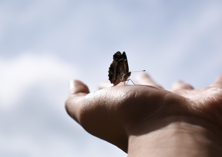 Motyl na dłoni Marcin Bąk: „Wolność to niewola”