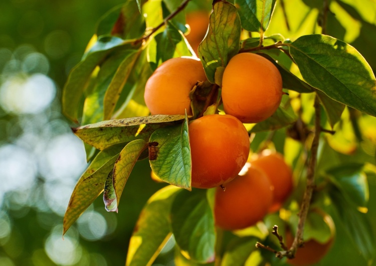 Zdjęcie ilustracyjne To uderzy w europejskie rolnictwo. Producenci z UE ostrzegają przed rewizją umowy UE–Maroko