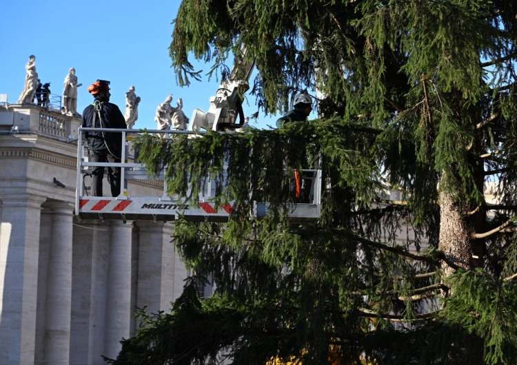 Choinka na Placu św. Piotra