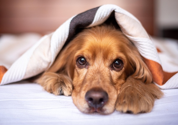 Zdjęcie ilustracyjne