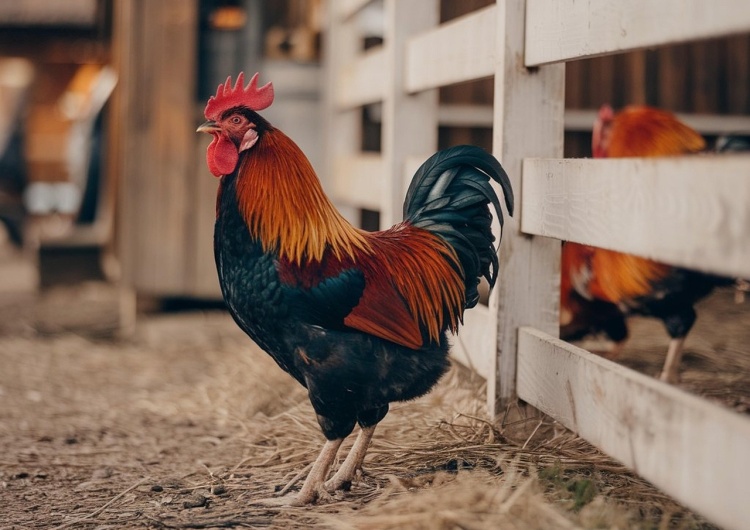 Zdjęcie ilustracyjne