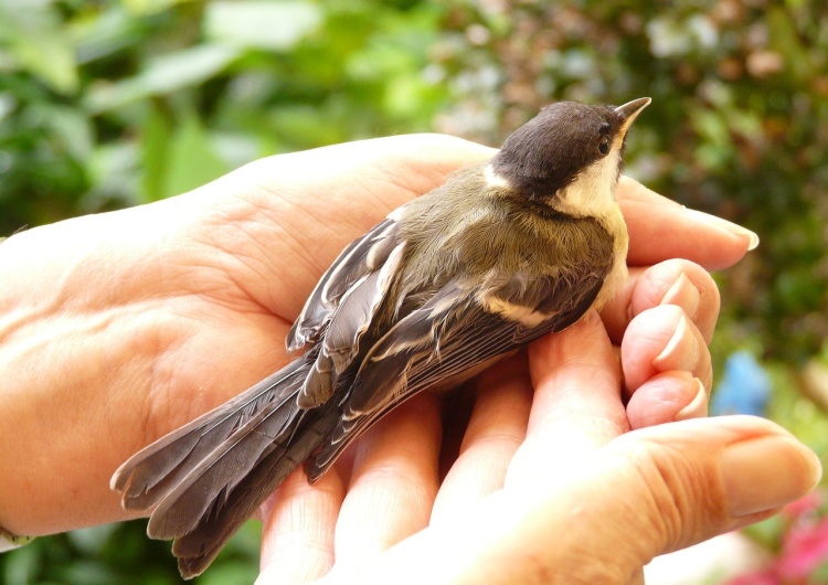 uwalnianie/zdjęcie poglądowe