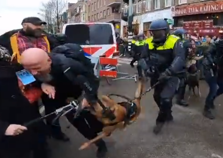 Pies policyjny atakuje demonstranta w Amsterdamie Brutalność policji w Holandii. Internauci piszą o problemie z praworządnością [VIDEO]