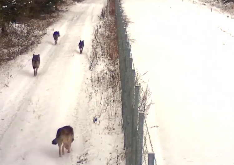 wilki na granicy „Bądźcie ostrożni”. Kurdyjski bloger pokazuje migrantom wilki na granicy białoruskiej [VIDEO]