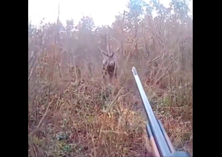  [VIDEO VIRAL] Jeleń upolował myśliwego! Wszystko nagrała jego kamera